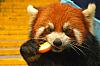 Аватар для Оранжевая панда