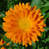 Аватар для Calendula